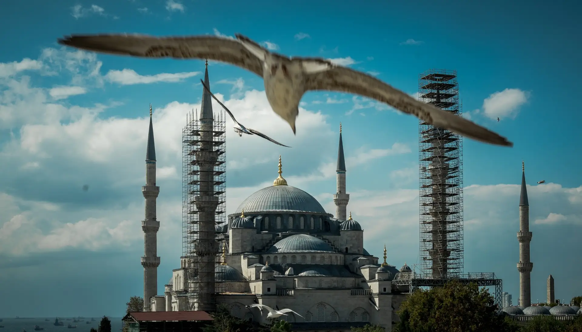 Blue Mosque Bird - Istanbul Motion Shot